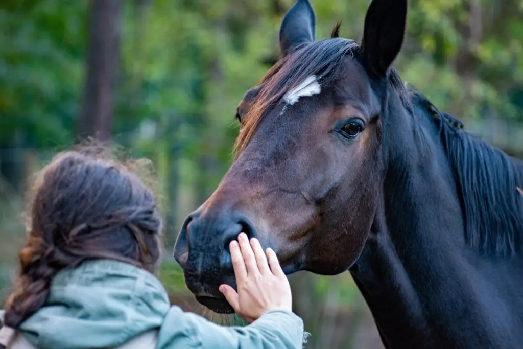 Tierkommunikation mit Pferd – Pferde verstehen und die Verbindung vertiefen