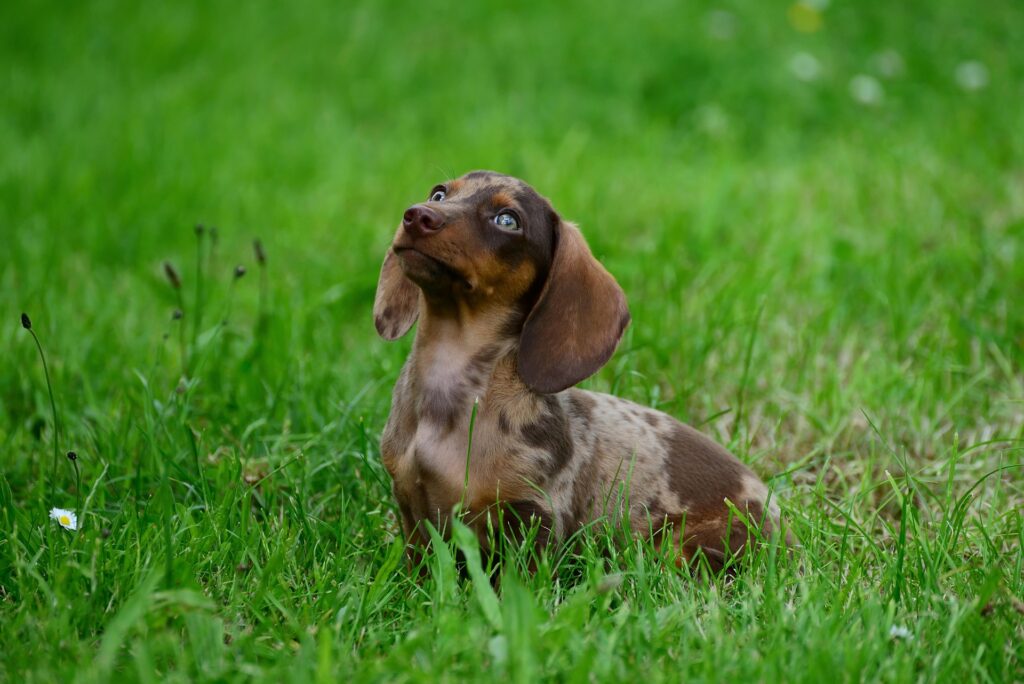 Dackel auf Wiese- Verstehen, was mein Hund mir sagen will- Anna Frei