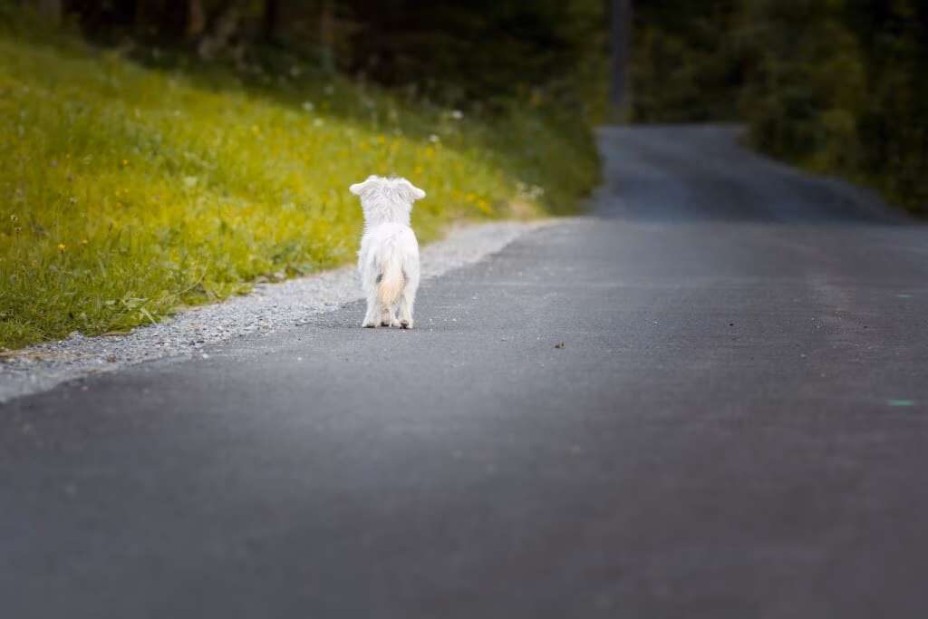 Entlaufene Tiere- Tierkommunikation Anna Frei