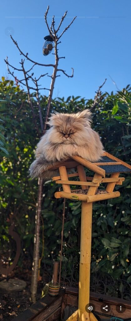 Katzen und ihre Meinung- Anna Frei hilft sie zu verstehen