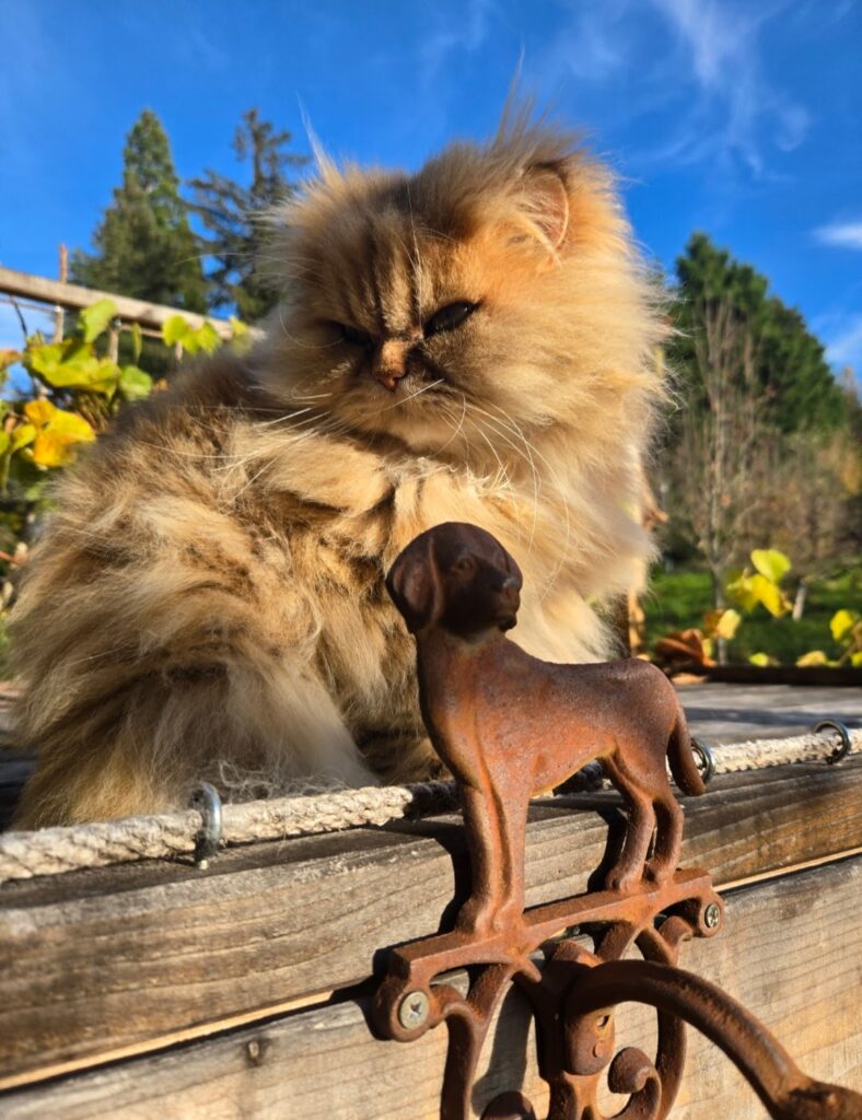 Katzenverhalten verstehen und richtig beobachten