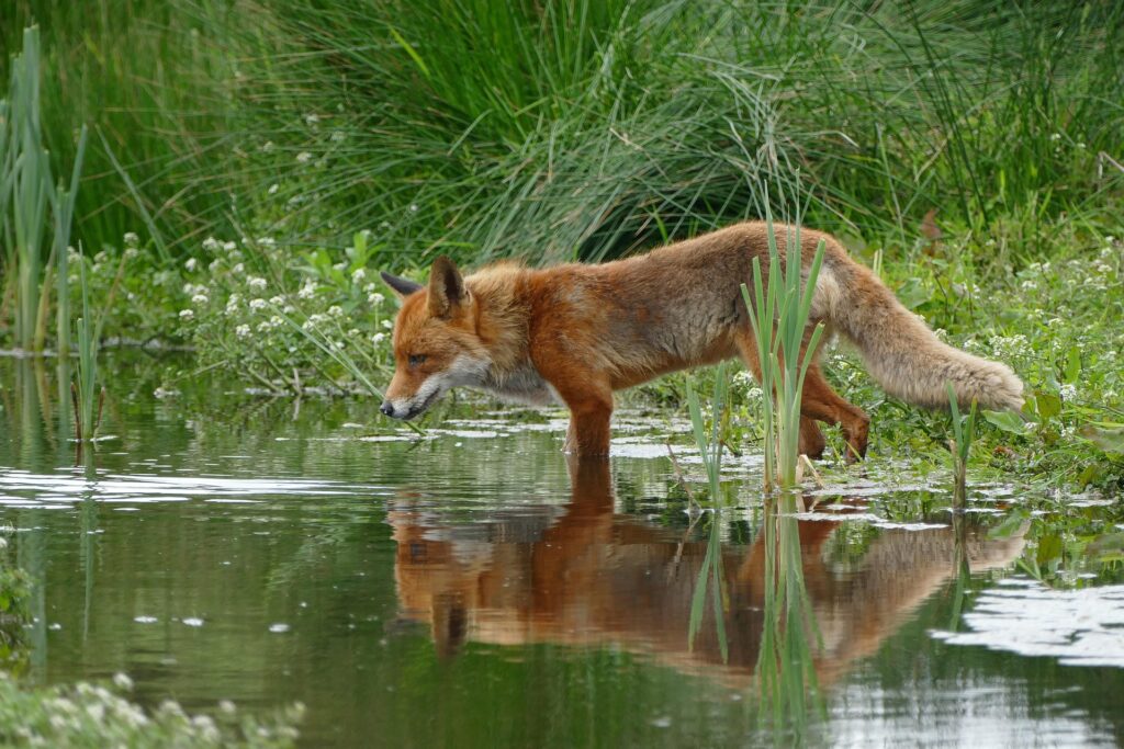 Krafttier Fuchs- Anna Frei Tierkommunikation
