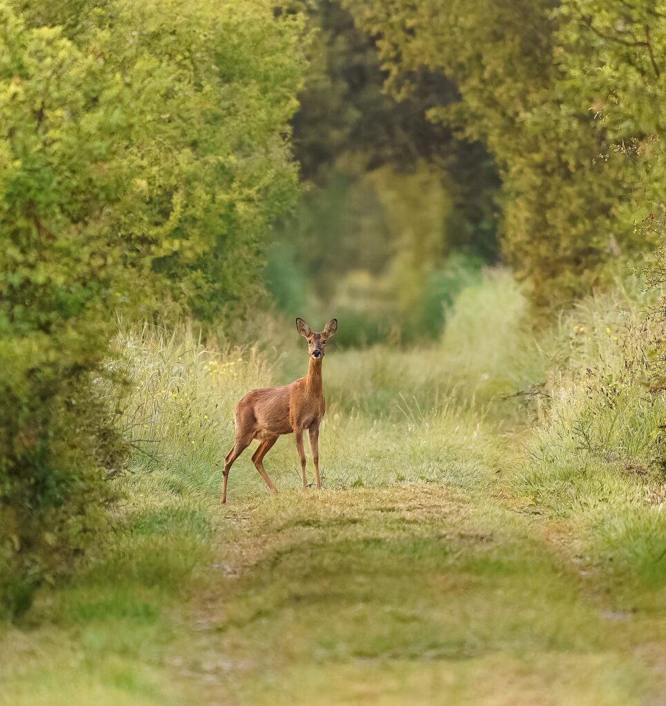 Reh auf Wiese- Anna Frei Tierkommunikation