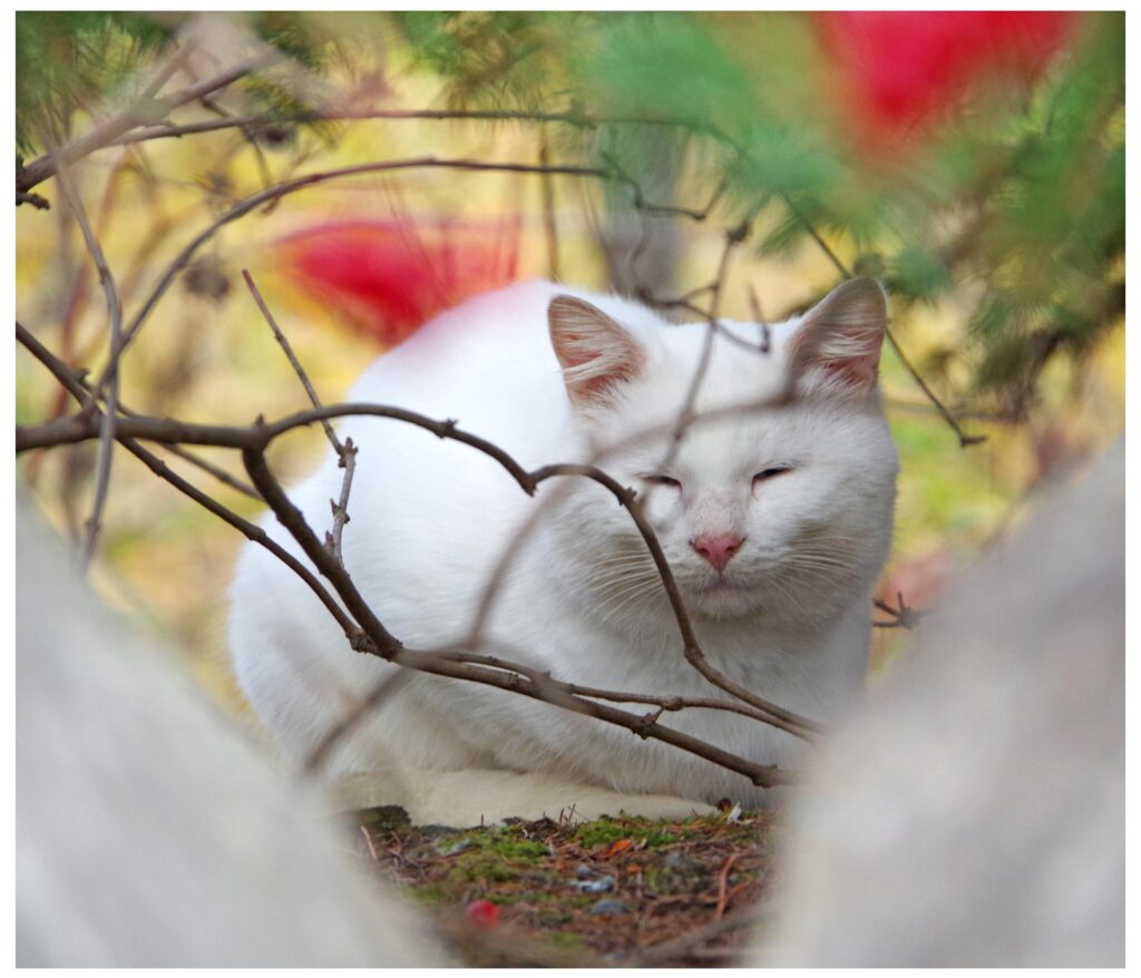 Was will mir meine Katze sagen – Verhalten und Kommunikation verstehen