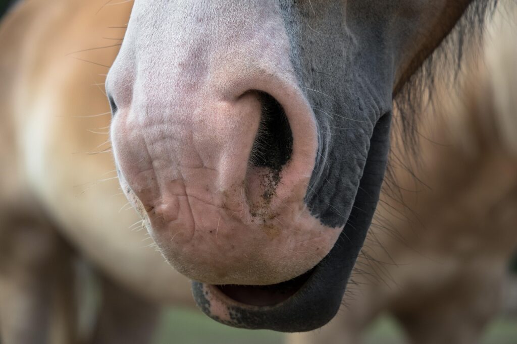 Wie spricht mein Pferd mit mir?